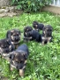 Продават се чисто кръвни Немски овчарки , снимка 5