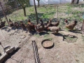 Продавам катунски кокошки, снимка 3