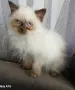 Коте порода Регдол, снимка 4