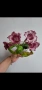 Стрептокарпус, streptocarpus DS 2166, снимка 4
