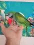 китайски александър , снимка 1