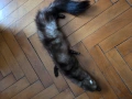 Кожена яка, снимка 4