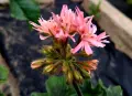 Колекционерско звездовидно мушкато "Bronze Butterfly" (Stellar Pelargonium), снимка 3