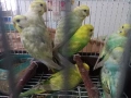 Продавам вълнисти папагали, снимка 6