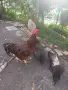 Свободни петли Родайланд и Маран черно сребро, снимка 3