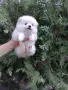 Померани. Бяло момче и момиче, снимка 2