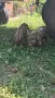 Търсим им нови стопани!, снимка 9