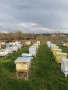 Продавам пчелни семействас, снимка 2