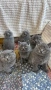 Котета Шотландски Фолд и Котета Британка Късокосместа , снимка 9