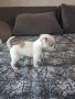 Продавам Чихуахуа , снимка 11