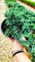 Хвойна Син Килим, Juniperus Blue Carpet, студоустойчива, снимка 8