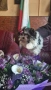 Biewer terrier , снимка 4