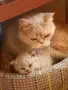 Британска късокосместа., снимка 5