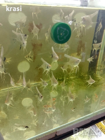 Декоративни рибки, скаларий. , снимка 10 - Рибки - 54359555