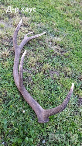 Еленски рог единичен 100см, снимка 7 - Декорация за дома - 54304391