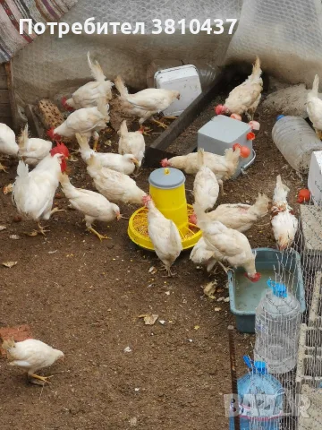 продавам 7 ярки с 4 петела Бял Легхорн 
