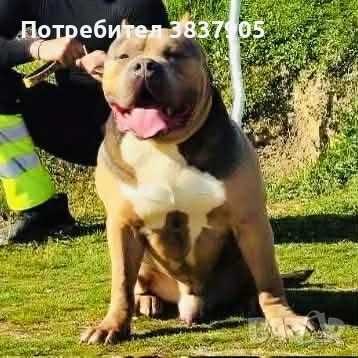 Американско були ХЛ, снимка 6 - Други - 54259017