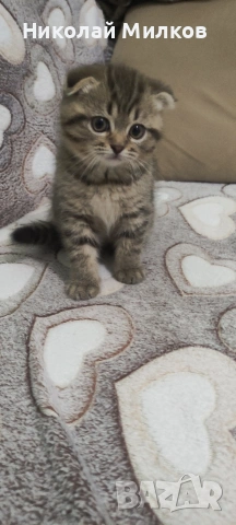Британски котета , снимка 11 - Британска късокосместа - 54335462