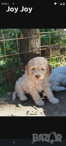 Lagotto Romaniolo , снимка 4 - Пудели - 55272461