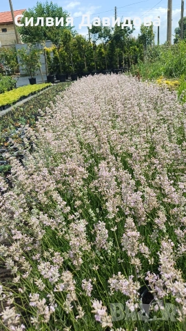лавандула 