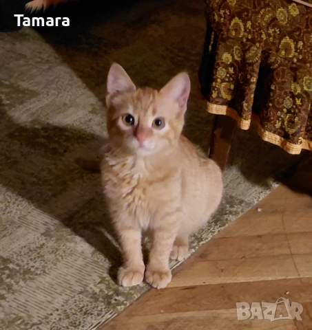 Подарявам женско игриво котенце 6 мес, снимка 2 - Други - 54079416