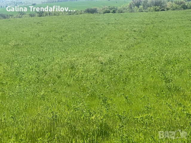 Сено с малко люцерна .