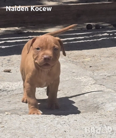 Pitbull red nos, снимка 5 - Питбул - 55259934