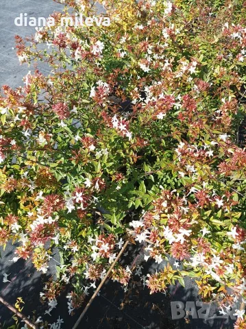 Абелия Грандифлора Прострата, Аbelia Grandiflora Prostrata!!!, снимка 2 - Градински цветя и растения - 55601458