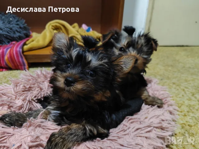 Продавам мъжки Йоркширски Териер , снимка 3 - Йоркширски териер - 55646487