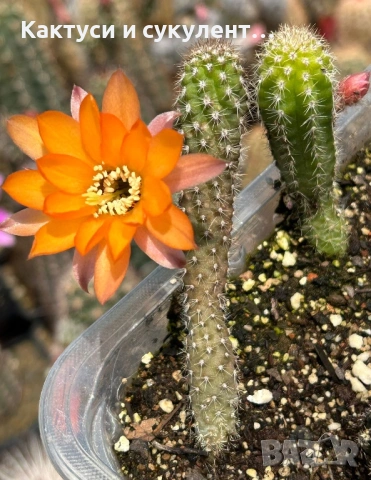 Кактус Chamaecereus Hybrid оранжев , снимка 3 - Градински цветя и растения - 54807490