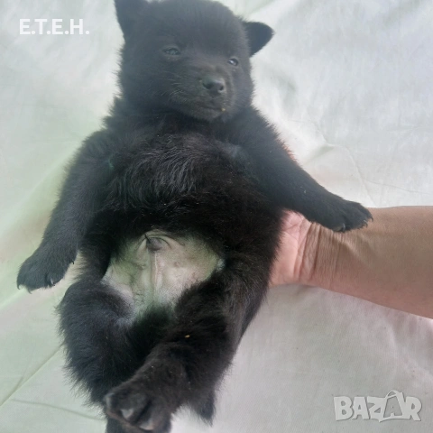 Мини Померан шпиц момченце., снимка 2 - Померан - 54761272