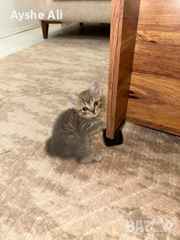 🐱 Продават се 3 прекрасни котета 🐱