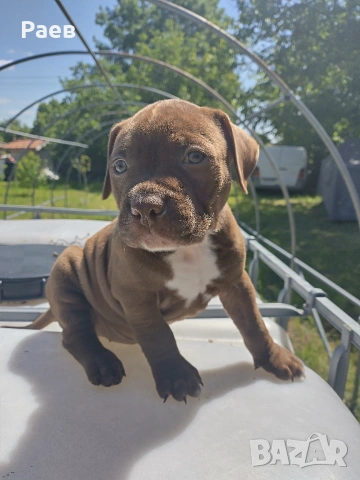 Американски питбул териер ,,Ред ноус''(American pitbull terrier Red nose)