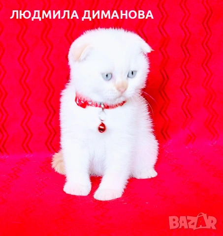 Шотландски мъжки със сини очи. , снимка 8 - Британска късокосместа - 54465113