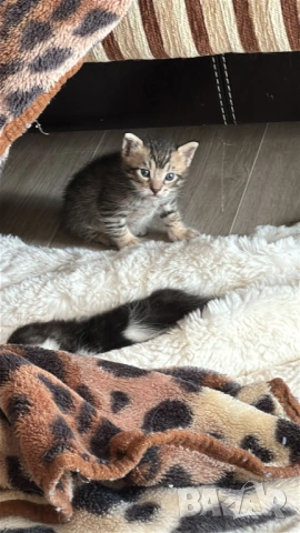 Домашни Котенца + Доставка 50 евро, снимка 12 - Ангорски - 40695376