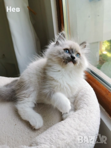 Ragdoll рагдол/регдол  котe , снимка 2 - Други - 51000590
