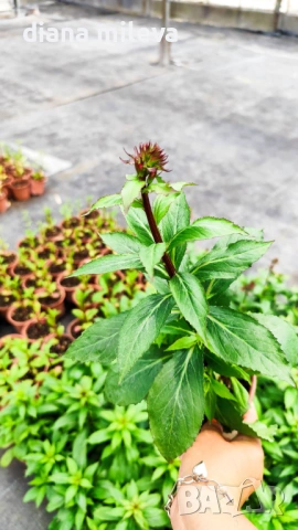 Лобелия Скарлет, Lobelia speciosa Starship Scarlet, студоустойчива и многогодишна, снимка 6 - Градински цветя и растения - 54724808
