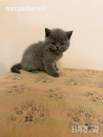 БРИТАНСКИ КОТЕТА, снимка 2 - Британска късокосместа - 54272248