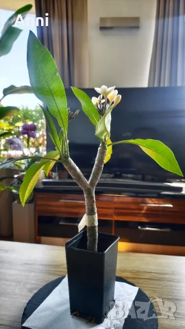 🌸 Плумерия (Frangipani) – Красиво оформено растение с цвят и много пъпки, снимка 3 - Градински цветя и растения - 55351559