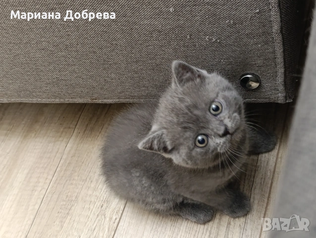 Британско късокосместо мъжко коте, снимка 3 - Британска късокосместа - 54917433