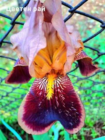 Ризоми на ириси 2€брой цвят на късмет от показаните , снимка 6 - Градински цветя и растения - 54198963