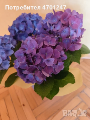 Декоративно цвете Хортензия, снимка 4 - Стайни растения - 53981670
