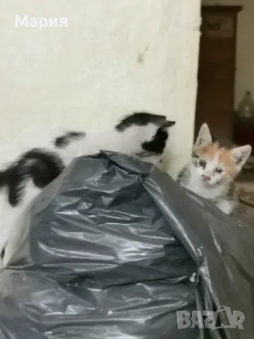 Котенца - Подарявам, снимка 6 - Други - 55357912
