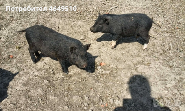 Виетнамски прасета 