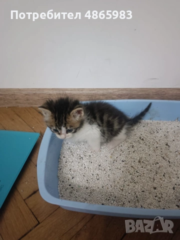 Търсим дом за две прекрасни котенца — братче и сестриче 🐾  Две невероятни котенца (едно мъжко и едн, снимка 8 - Други - 55176348