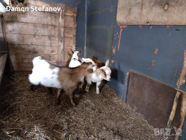 продавам мъжки мини козле холандско джуджета родени през март тази година 