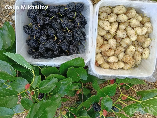 Пресен Бадем, малини, трибулус, лозови листа, снимка 4 - Домашни продукти - 55249399