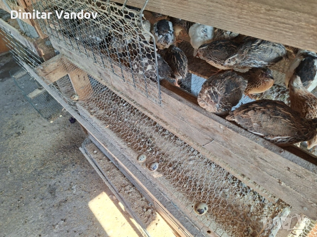 Пъдпъдъчи яйца , снимка 2 - Домашни продукти - 54428326