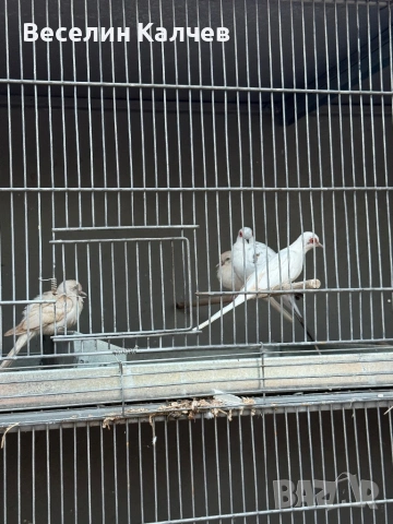 Амадини, снимка 9 - Амадини - 54916860