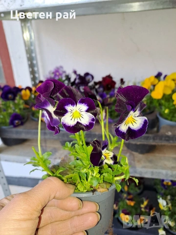 Теменужки , снимка 3 - Градински цветя и растения - 54220016